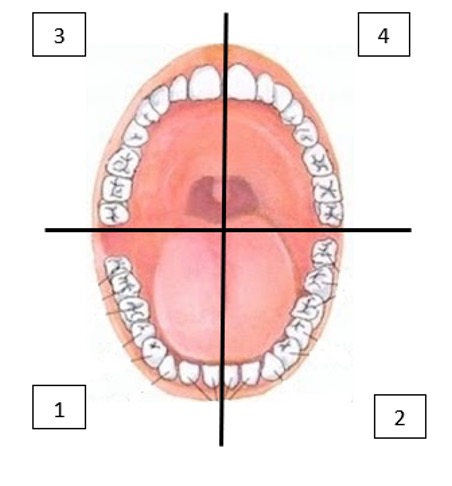Neteja bucodental